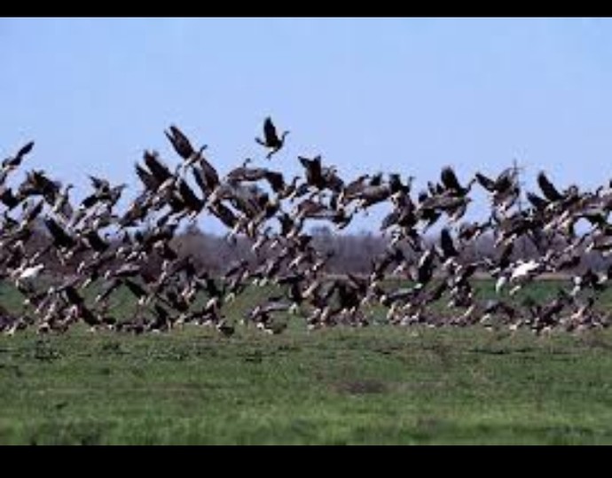 Duck Down Guide Service - Speckle Belly Goose Hunting Photos Photo 151